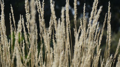 grass plant natural