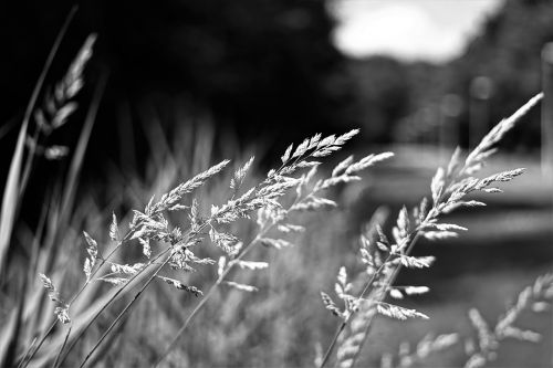 grass black white nature