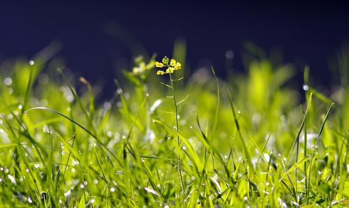 grass flower green