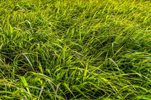 grass meadow green