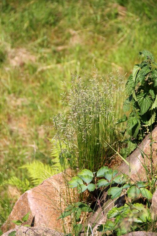 grass garden meadow