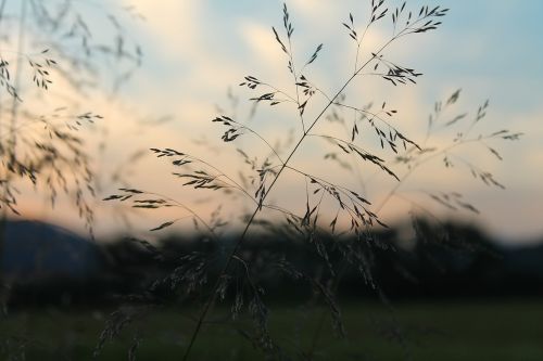 grass in the evening twilight