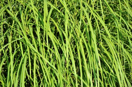 grass blades of grass grasses