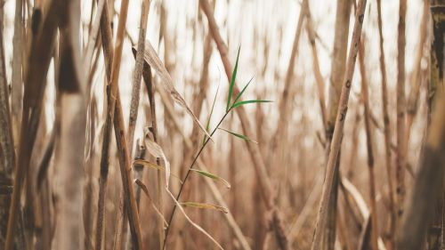 grass woods outdoor