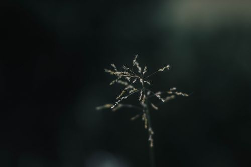 grass nature plant