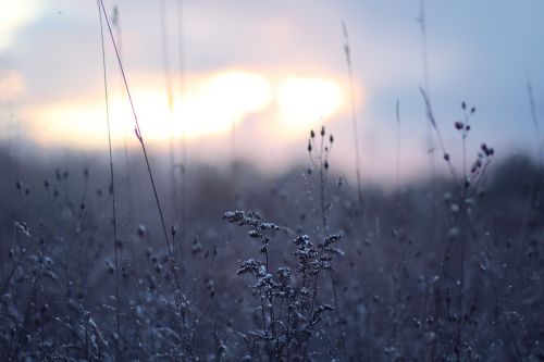 grass blur outdoor