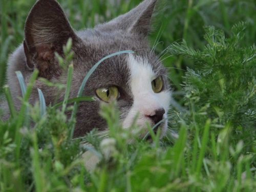 grass cat pet