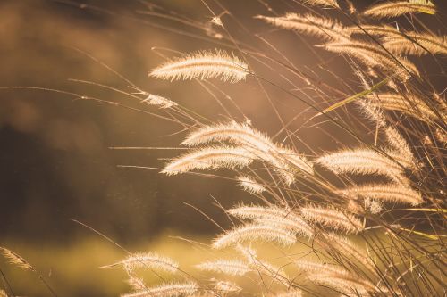 grass blur outdoor