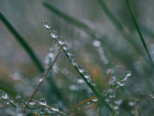 grass leaf water