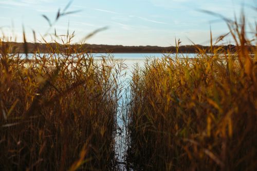 grass outdoor nature