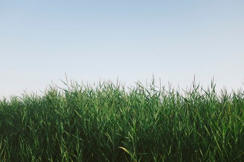 grass nature crops