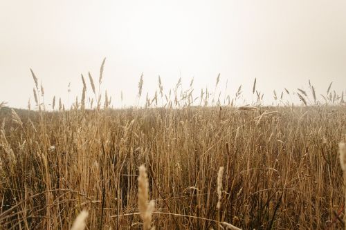 grass outdoor nature