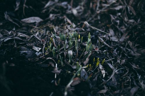 grass outdoor plants