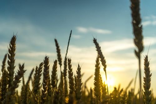 grass agriculture plant