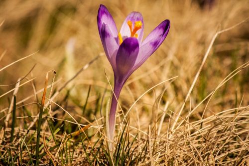 grass flower petal