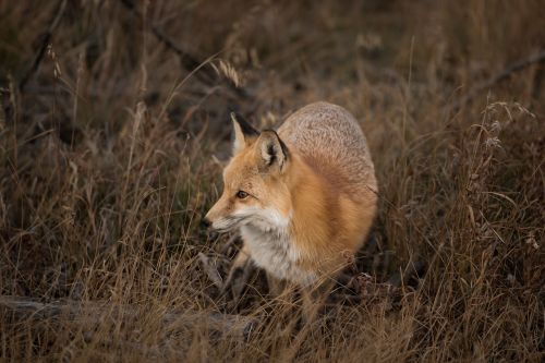 grass fox animal