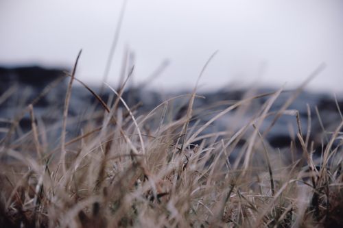 grass outdoor blur