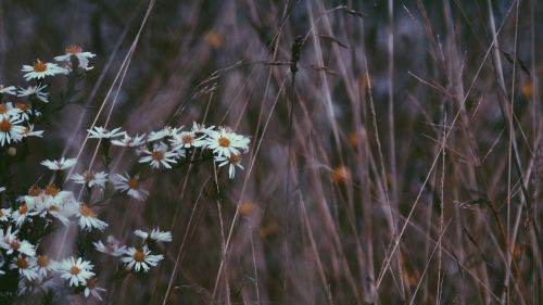 grass flower outdoor