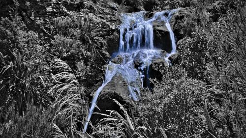 grass plant stream