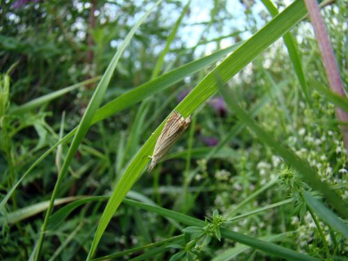 grass insect closeup