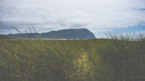 grass field outdoors