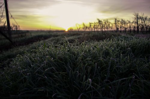 grass sunset nature