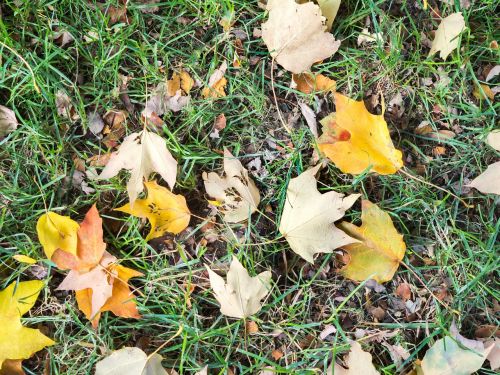 grass ground leaves