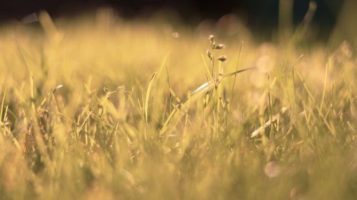 grass field plants