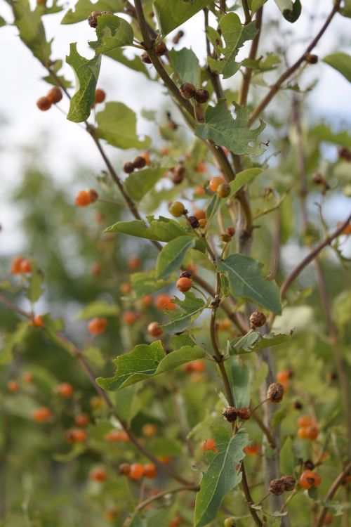 grass berry nature