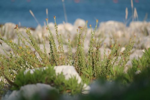 grass sea stone