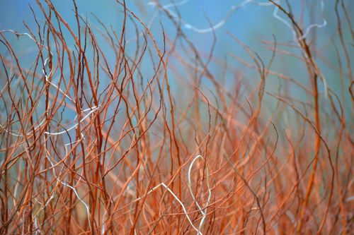 grass brown nature