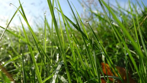 grass pasture dew