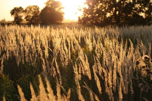 grass evening sunset