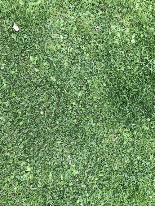 grass texture green