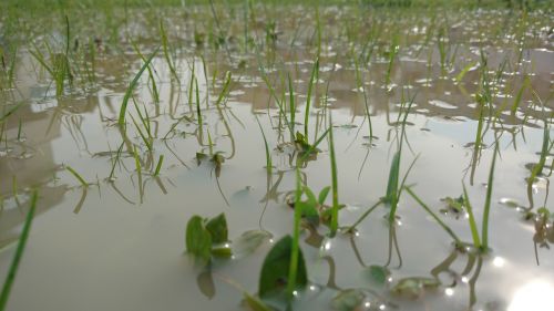 grass sunshine water