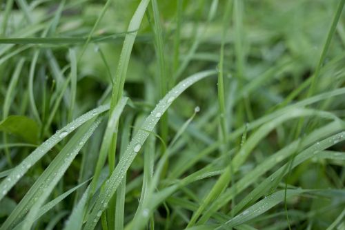 grass wet cold