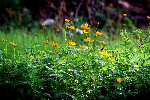 grass green nature