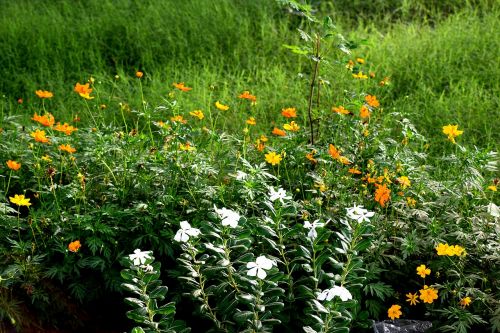 grass green flowers