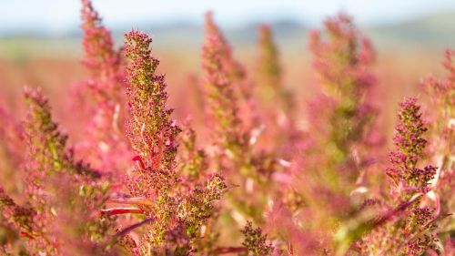 grass flowers plant