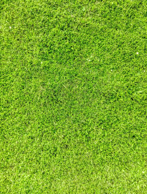 grass texture nature