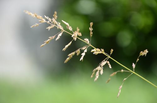 grass blur nature