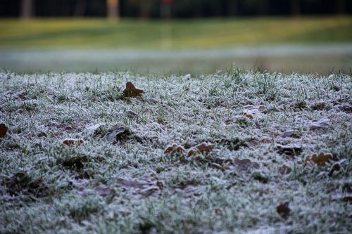 grass nature winter