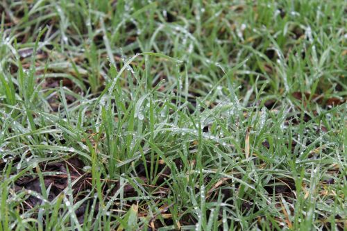 grass nature dew