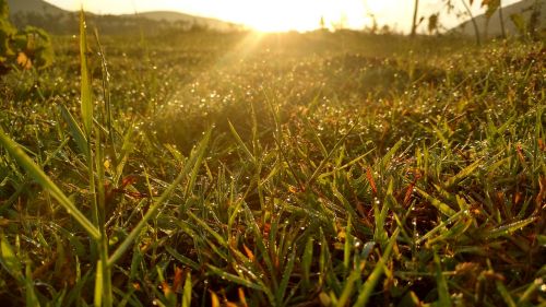 grass sunrise water drops