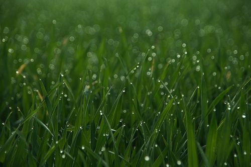 grass drip meadow