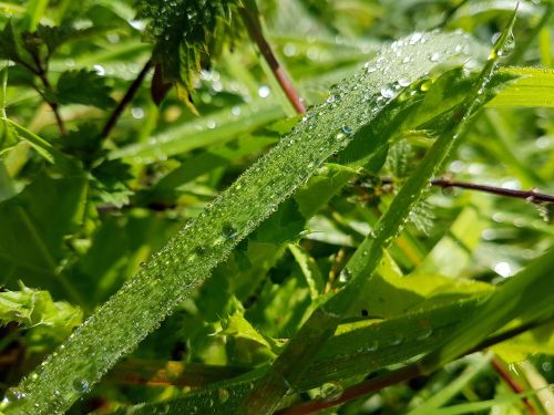 grass dew droplet