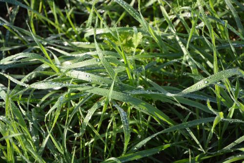 grass grass high droplets of water