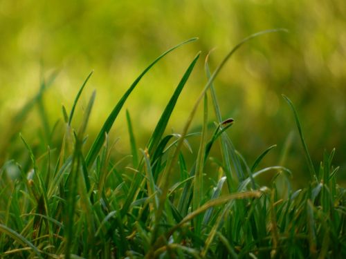 grass blade garden