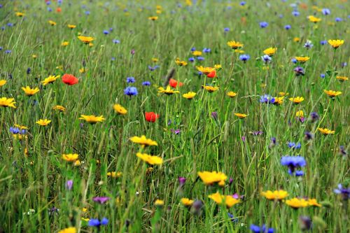 grass flowers colour