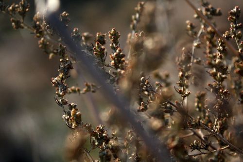 grass macro nature